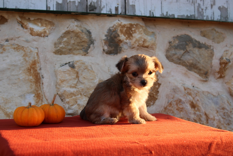 puppy, for, sale, Morkie, Matthew B. Stoltzfus, dog, breeder, Gap, PA, dog-breeder, puppy-for-sale, forsale, nearby, find, puppyfind, locator, puppylocator, aca